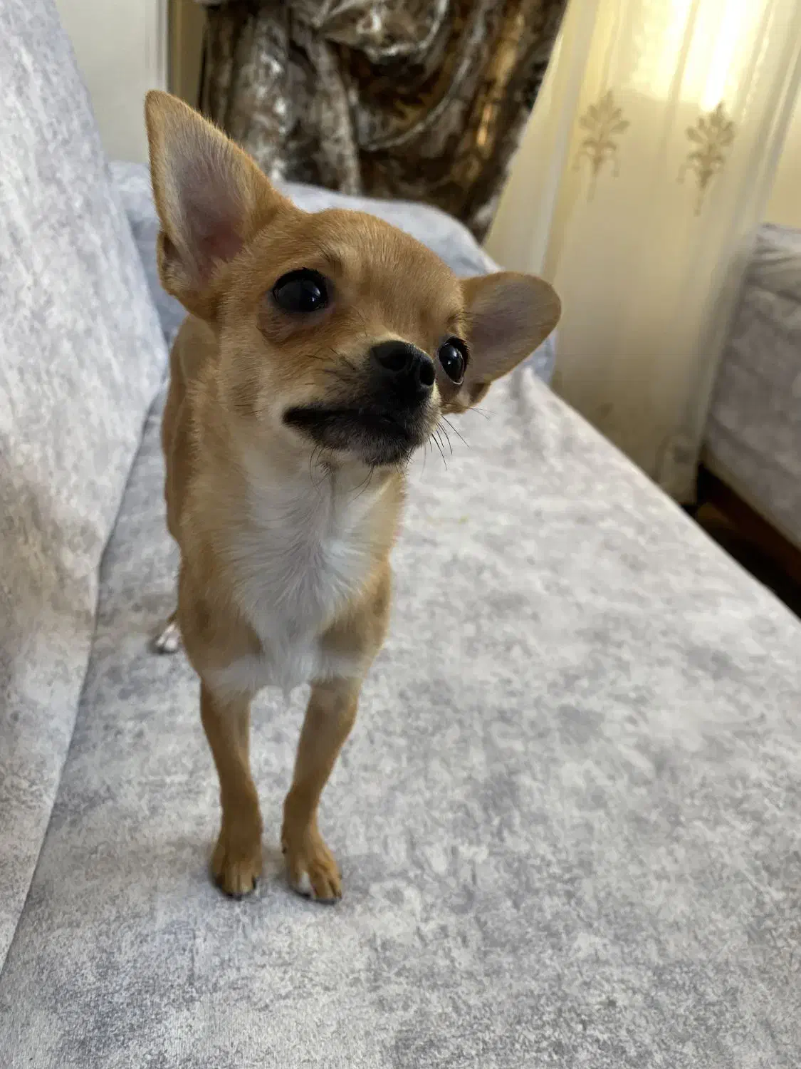 سگ شیواوا ماده اپل هد 7ماهه|سگ|تبریز, |دیوار