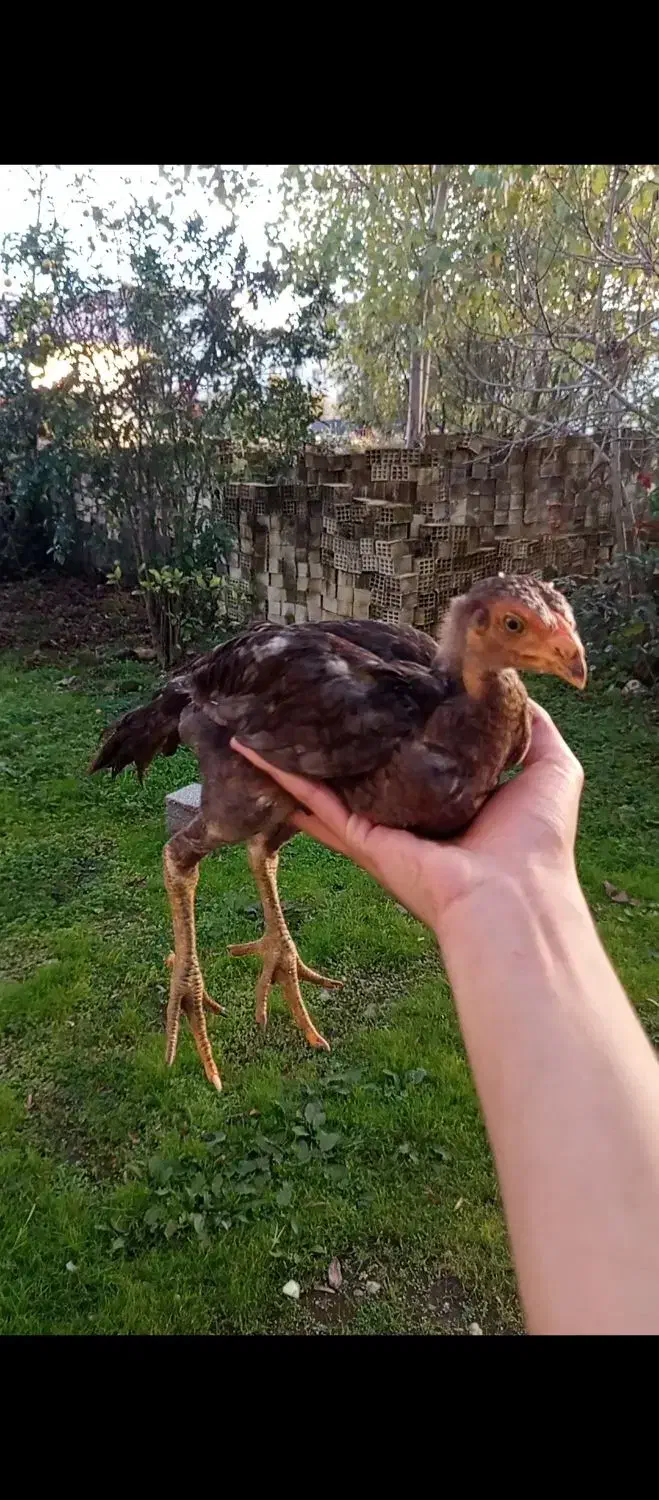 جوجه لاری|حیوانات مزرعه|صومعهسرا, |دیوار