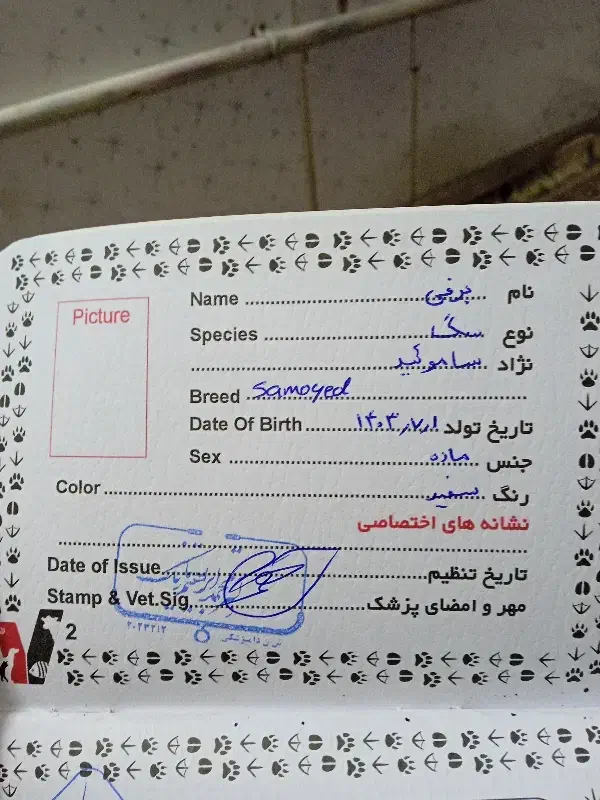 سگ ساموئید|سگ|مشهد, شهید بهشتی|دیوار