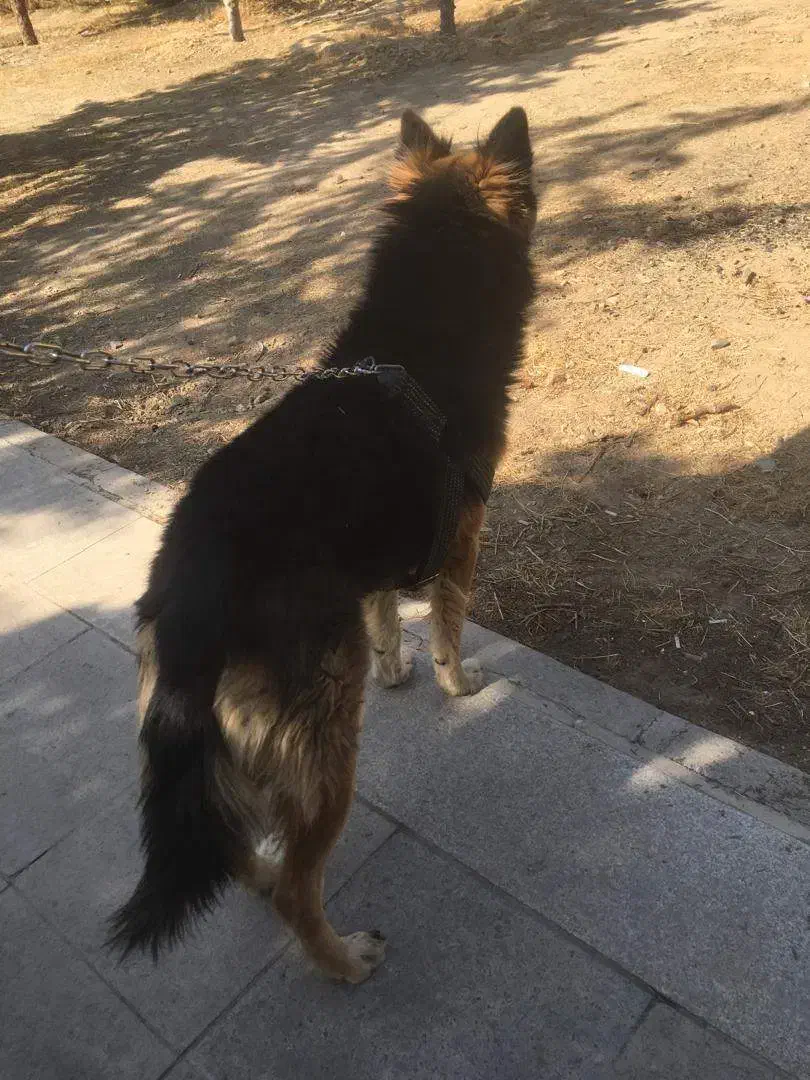 واگذاری (مشروط) رایگان ژرمن هاسکی نر|سگ|تهران, شهران شمالی|دیوار