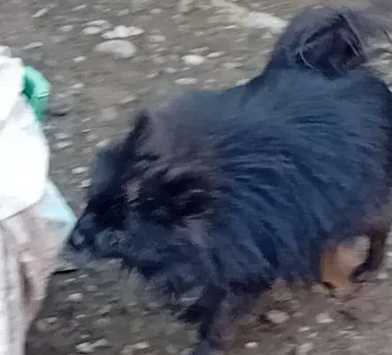 سگ پا کوتا پامر نر بالغ|سگ|بابل, |دیوار