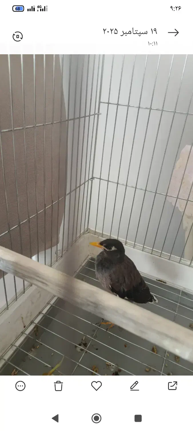 مرغ مینا|پرنده|رضوانشهر, |دیوار