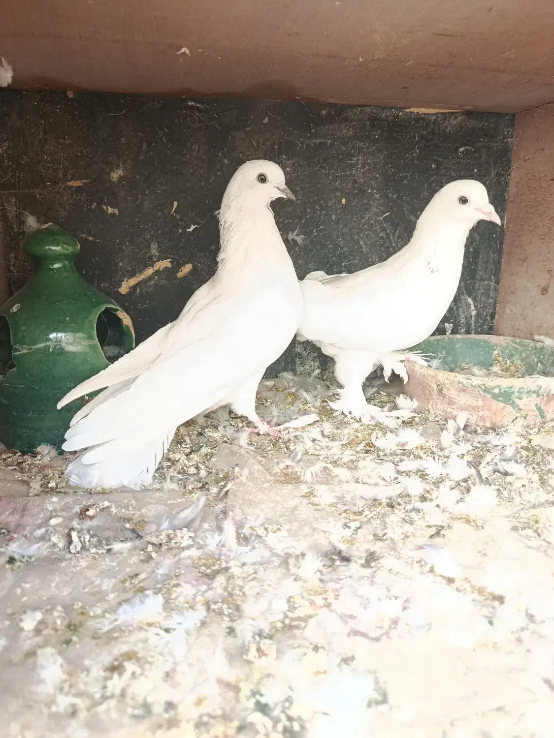 چهار جفت کفتر پرشی تزیینی رواعب جوجه حندقی|پرنده|قم, شهرک مهدیه (مدرس)|دیوار