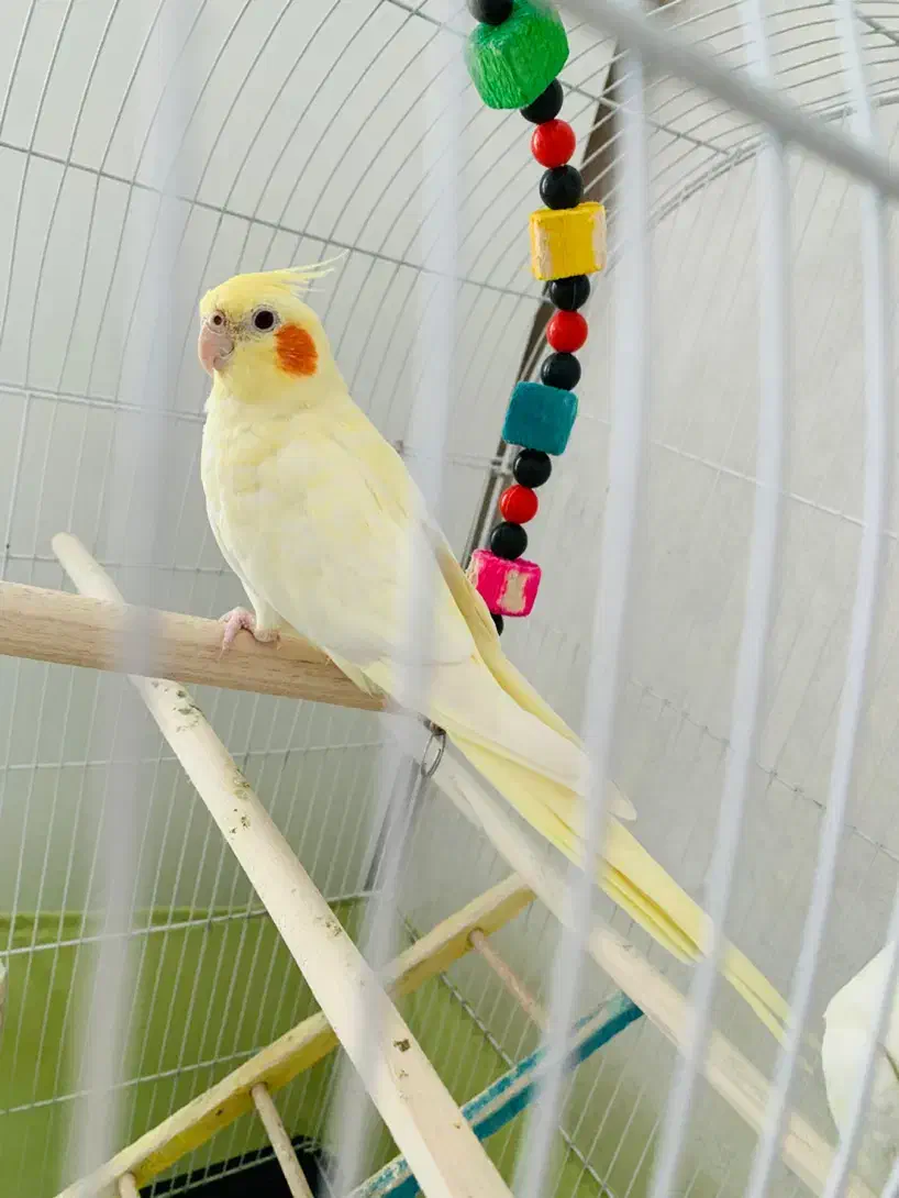 ۲تا عروس هلندی فول رام|پرنده|اشنویه, |دیوار