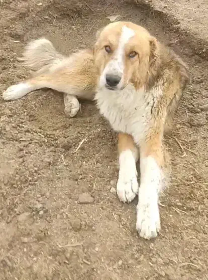 سگ گله|سگ|راز وجرگلان, |دیوار