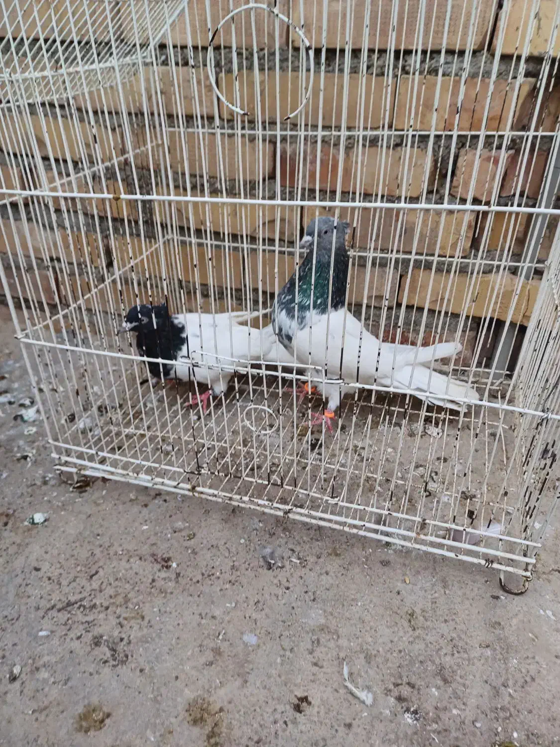 کفتر|پرنده|آزادشهر, |دیوار