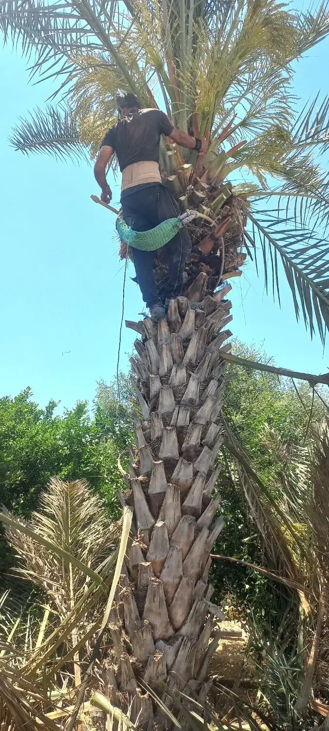 قطع و برش نخل رایگان|خدمات باغبانی و درختکاری|کازرون, |دیوار