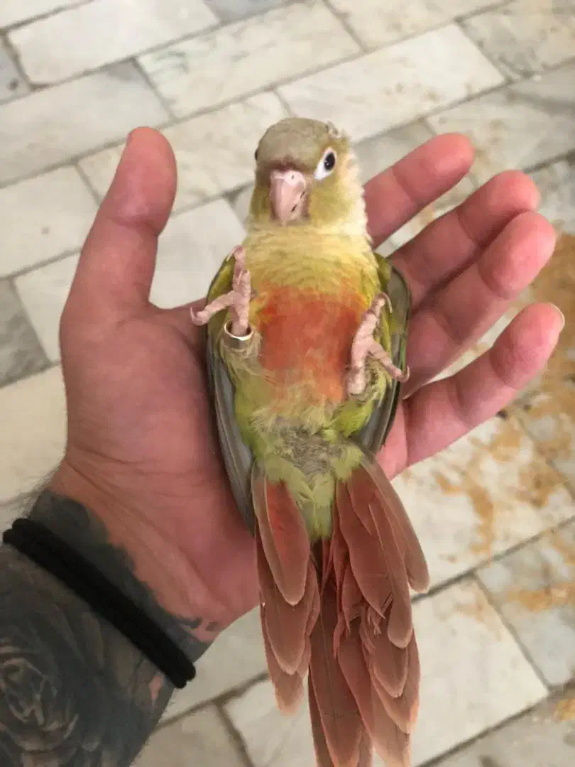 گرینچیک ۳ ماهه ۵ عدد|پرنده|تهران, سلسبیل شمالی|دیوار