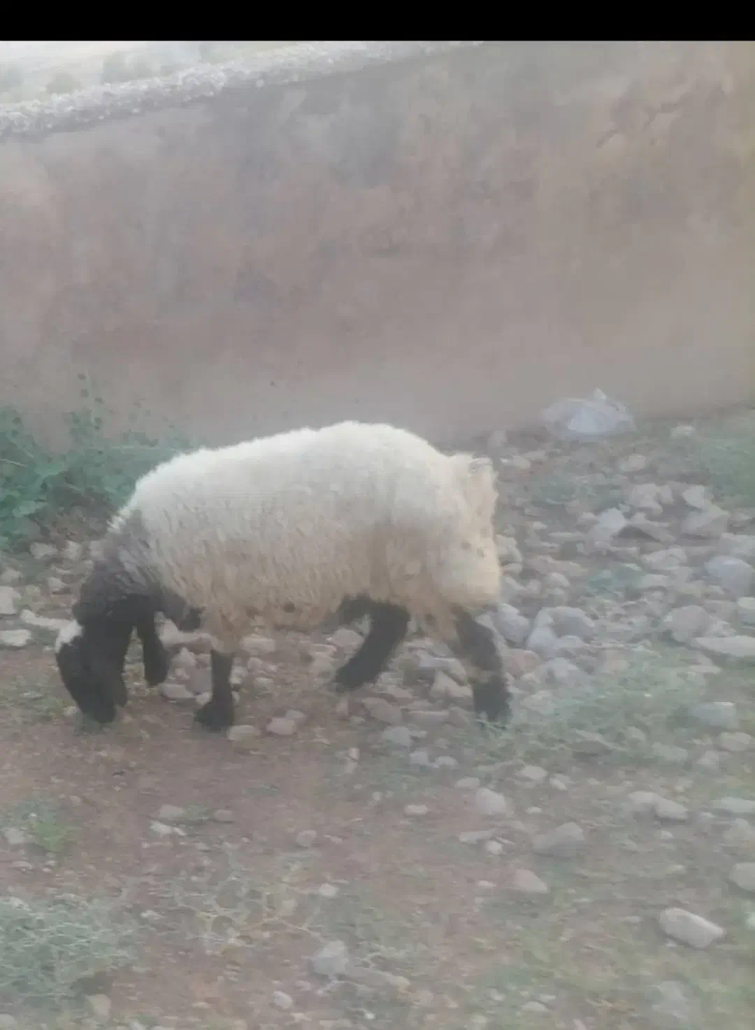 قصابی|حیوانات مزرعه|دهدشت, |دیوار