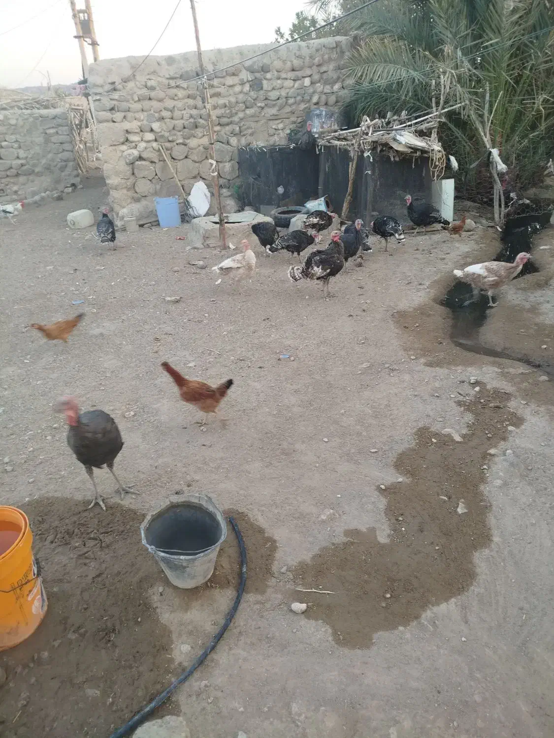 20 عدد بوقلمون که بیشترشان نر هستند|حیوانات مزرعه|خاش, |دیوار