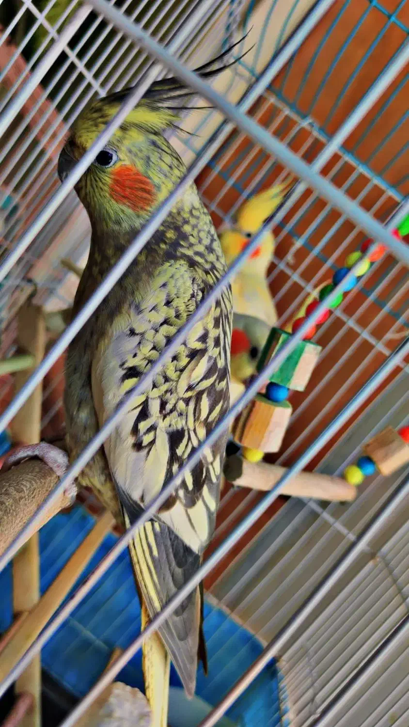 عروس هلندی|پرنده|زالیان, |دیوار