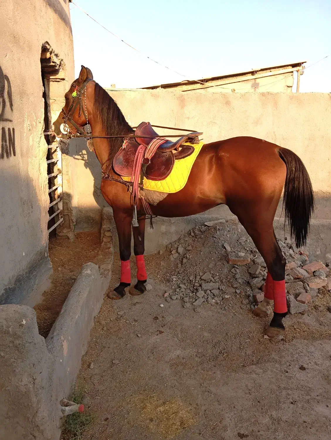 اسب کرد|اسب و تجهیزات اسبسواری|کاشمر, |دیوار