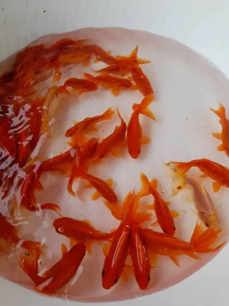 انواع ماهی قرمزگلفیش تلسکوپی عید ارسال همه شهرها|ماهی|رشت, بیجارپس|دیوار