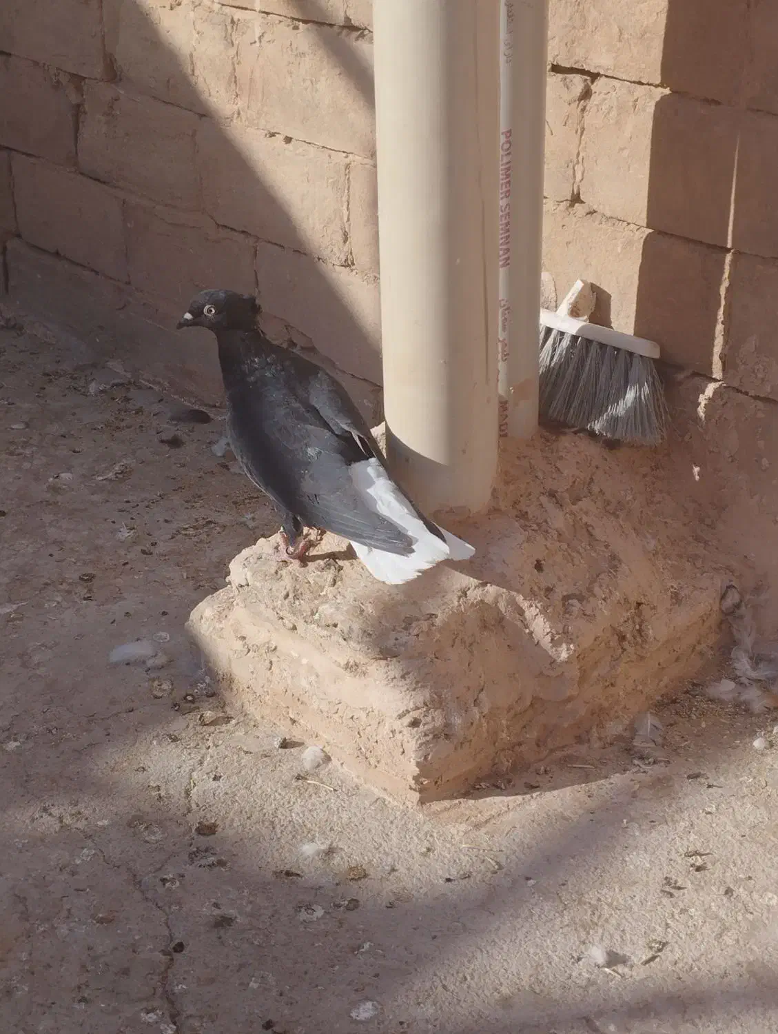 کبوترپرشی|پرنده|سبزوار, قاضی زاد|دیوار