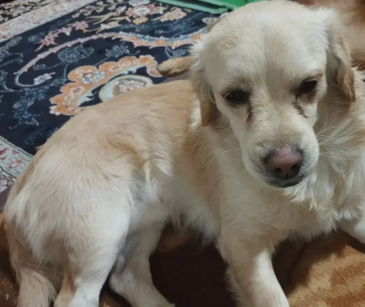 سگ گمشده|حیوانات|ساوه, |دیوار