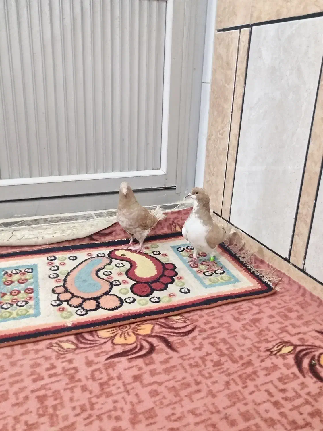 چپی زرد|پرنده|اهواز, زرگان|دیوار