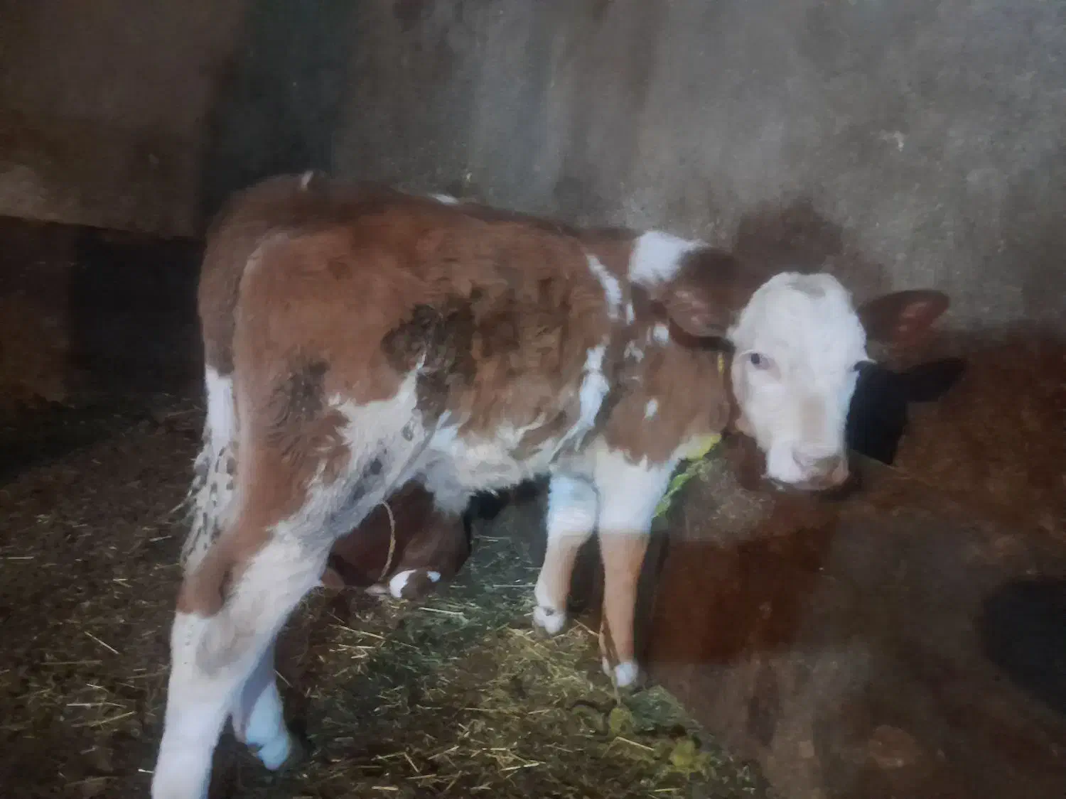 دوعدد گوساله نر|حیوانات مزرعه|نقده, |دیوار