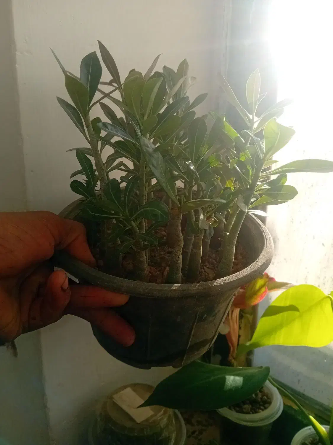 گل وگیاه|گل و گیاه طبیعی|صحنه, |دیوار