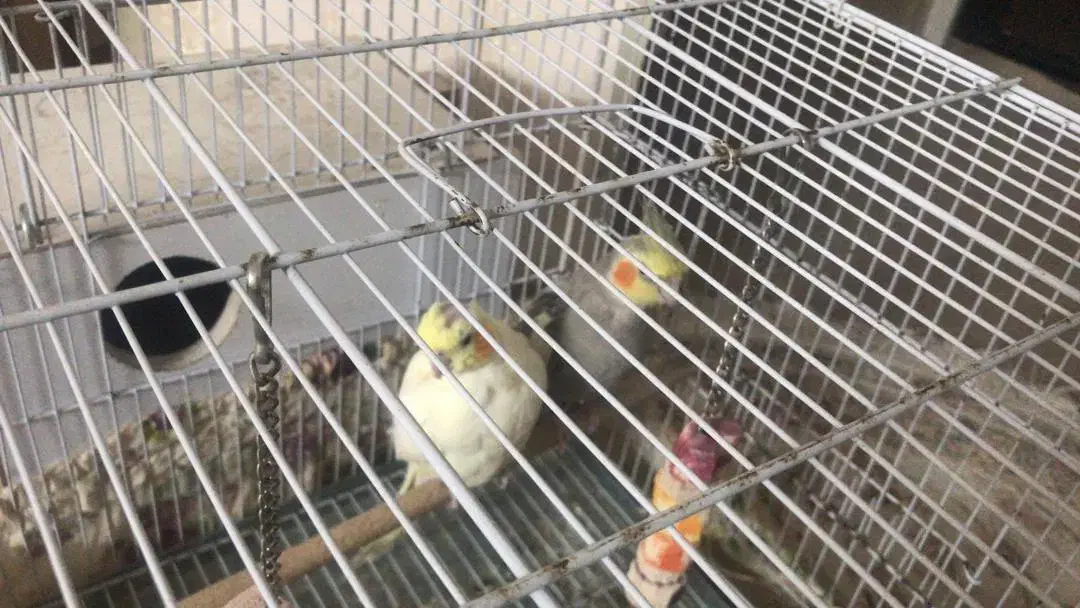 فروش یک جفت عروس هلندی مولد با قفس و لانه|پرنده|لامرد, |دیوار