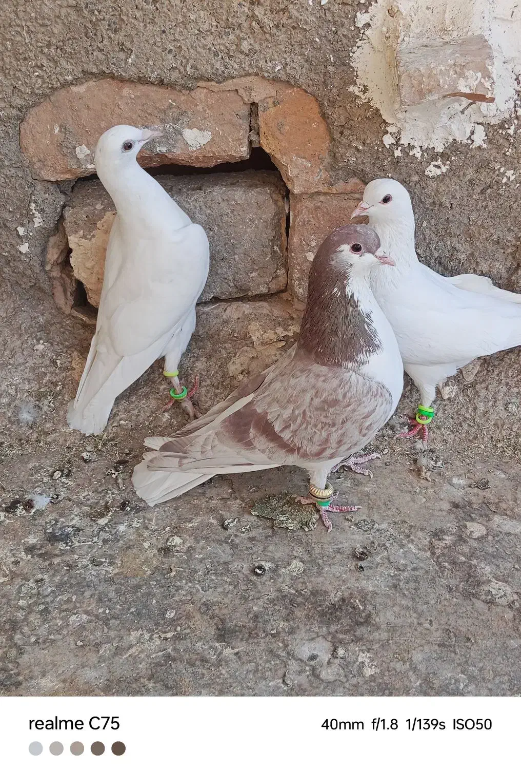 سه تاحیون پرشی|پرنده|نیشابور, ریوند|دیوار