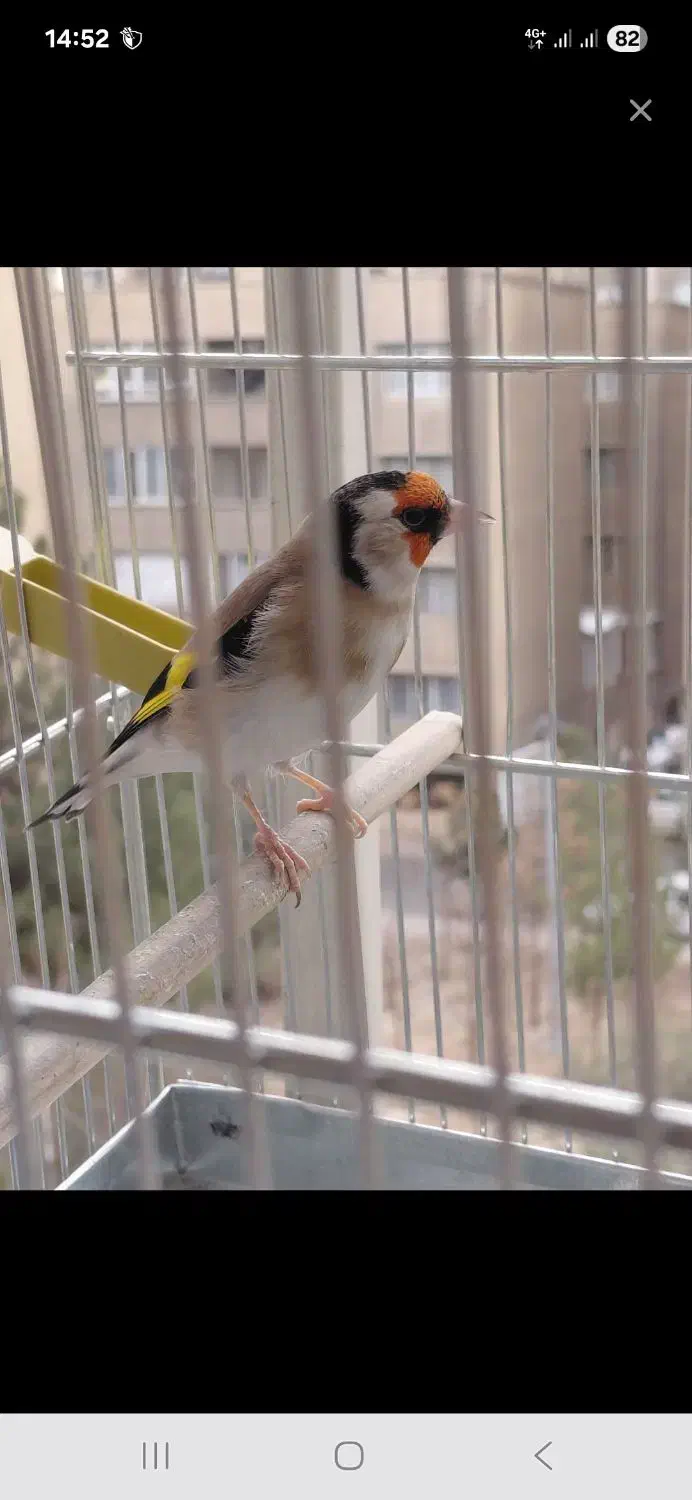 سهره .قناری|پرنده|ری, سیزده آبان|دیوار