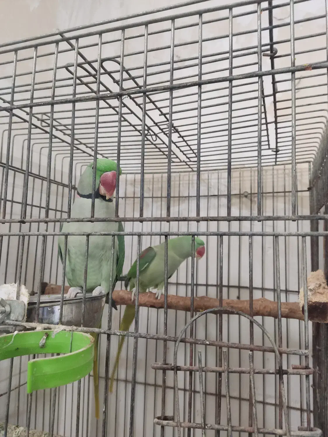 بزرگترین پت شاپ و قصر پرنده در سمنان|پرنده|سمنان, |دیوار