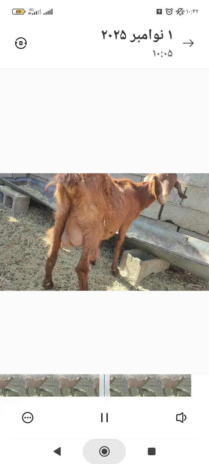 بز و بزغاله تخمی دورگه پاکستانی شیرا|حیوانات مزرعه|خواف, |دیوار