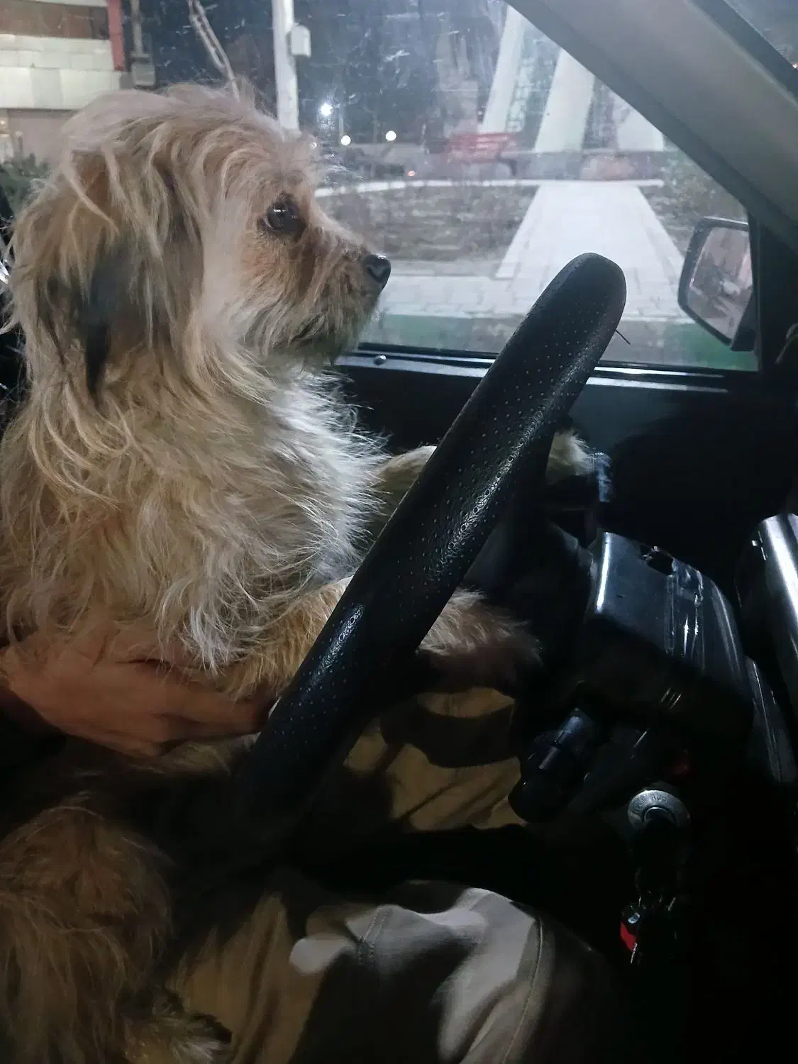 سگ سالم و تربیت شده|سگ|رباط‌کریم, نصیرشهر|دیوار