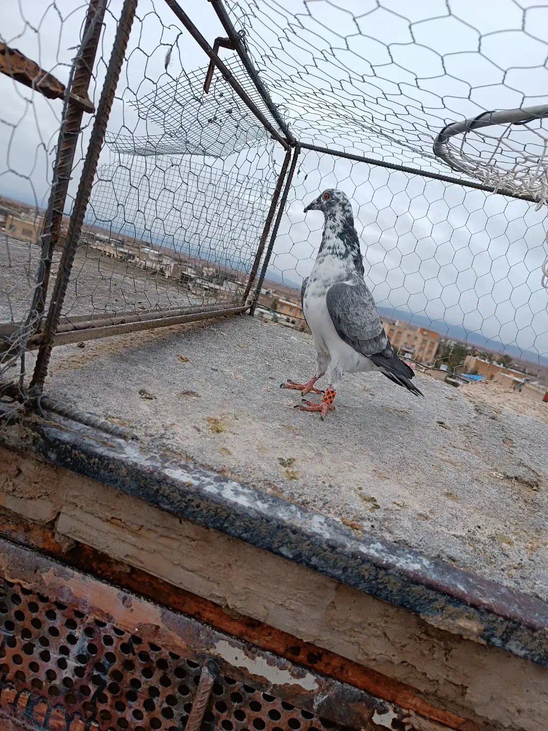 سینه سفید|پرنده|مه ولات, |دیوار