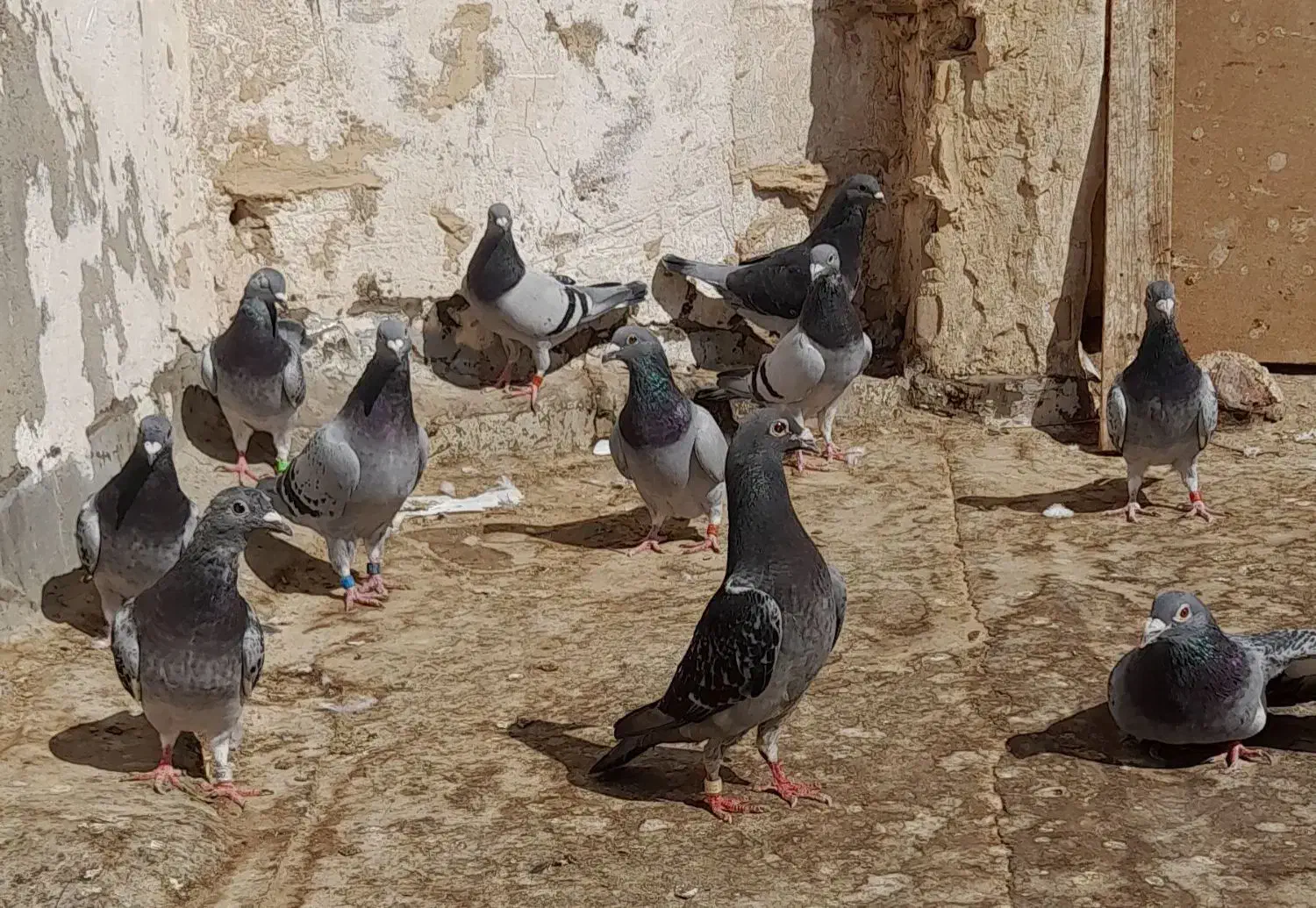 پلاکی جان آردن|پرنده|شوشتر, |دیوار