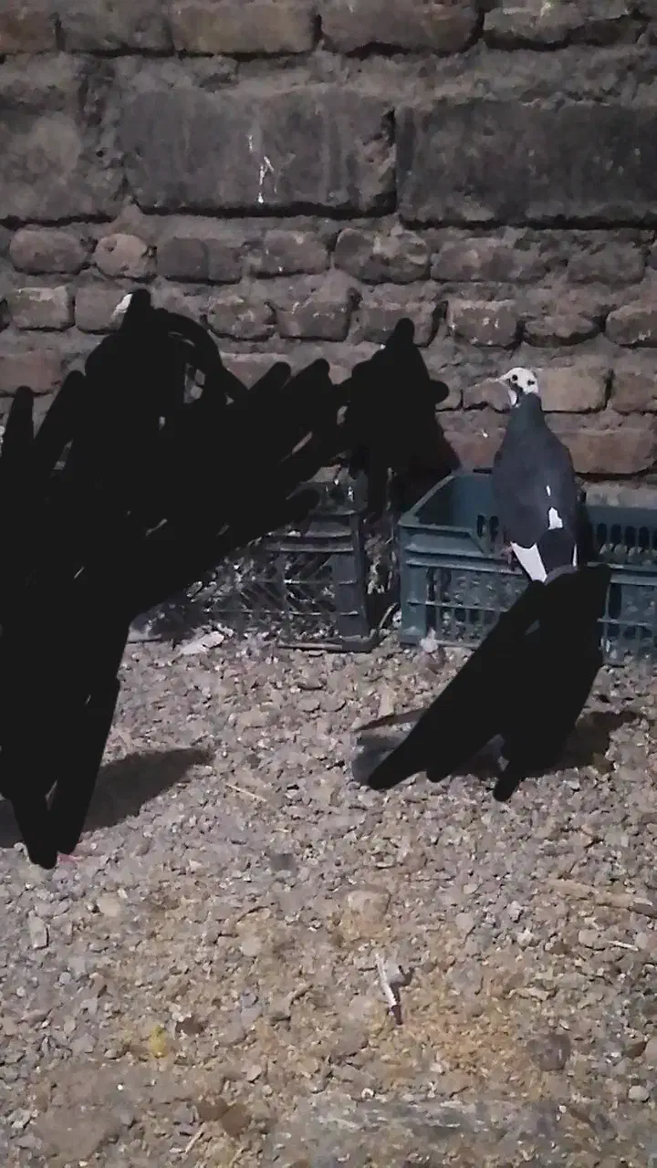 پلنگ|پرنده|کرباسک, |دیوار