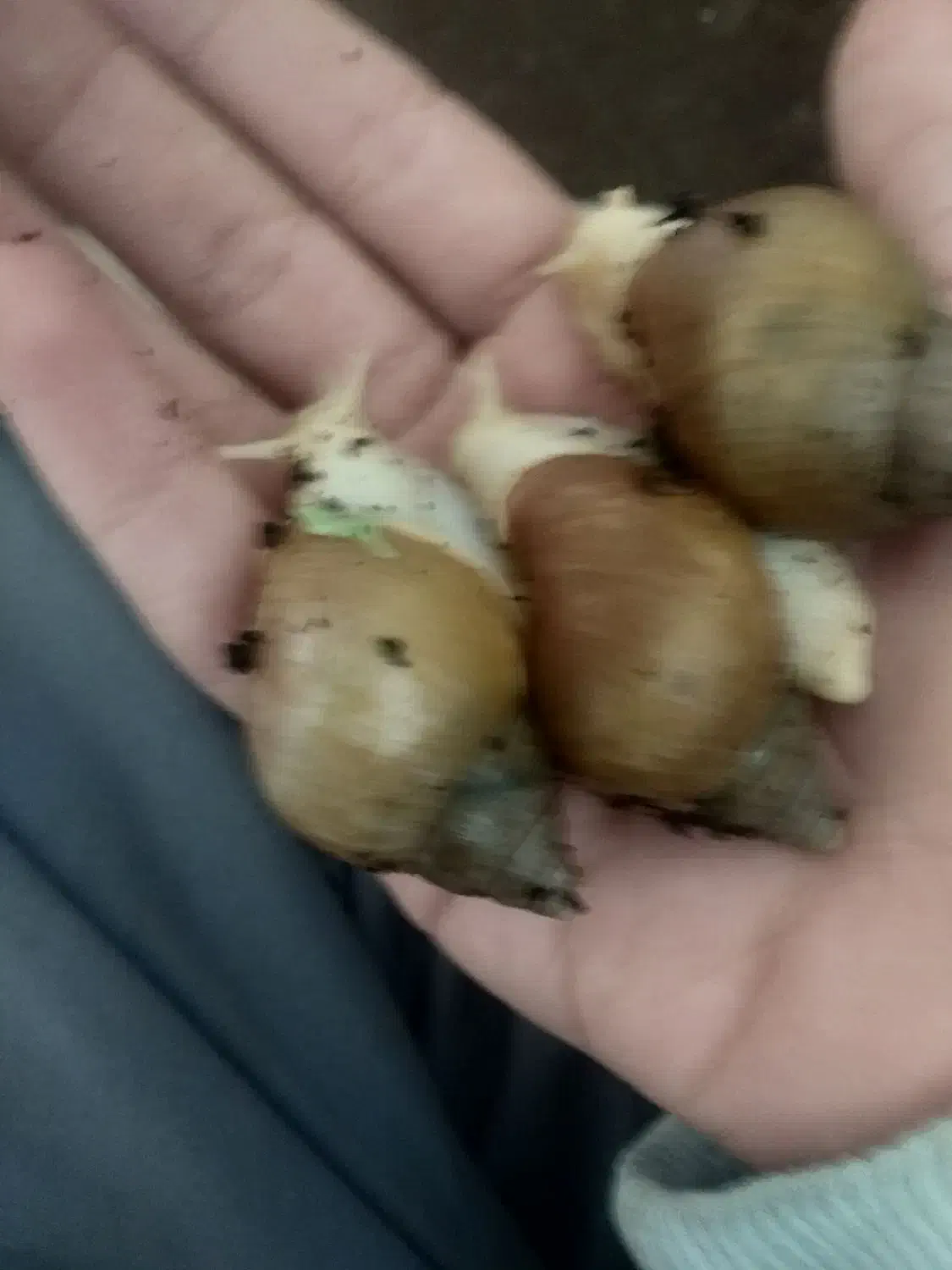 حلزون آلبینو|خزنده|شیراز, سلطان آباد|دیوار