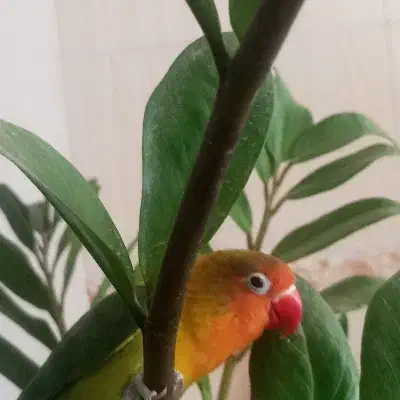 گمشده|حیوانات|گناباد, |دیوار