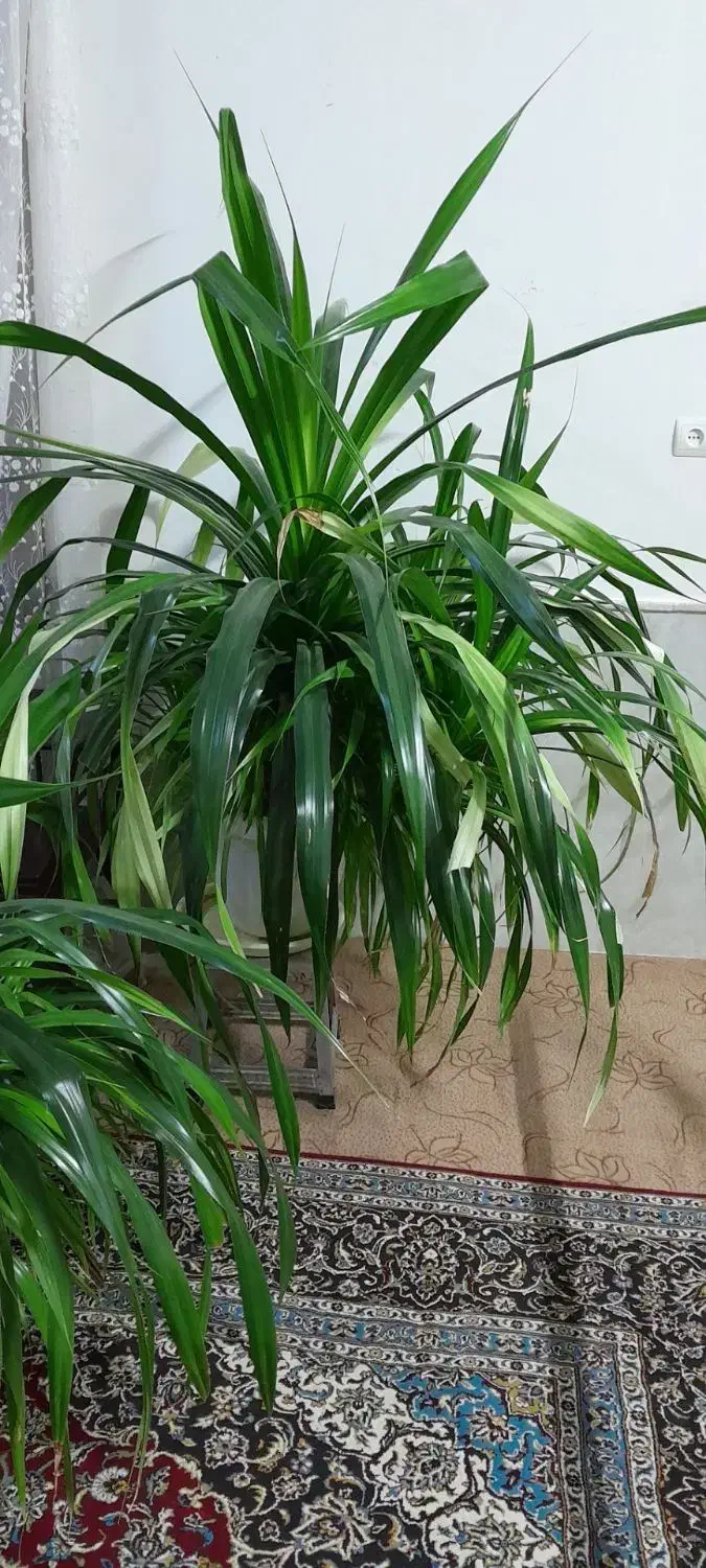 گل پاندانوس بزرگ و زیبا|گل و گیاه طبیعی|نیشابور, مازول|دیوار