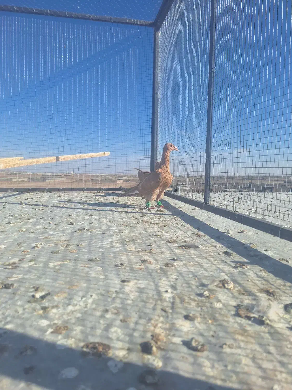 کفتر جوجه زرد کرمانی درجه یک|پرنده|تربت‌حیدریه, مسجد جامع|دیوار