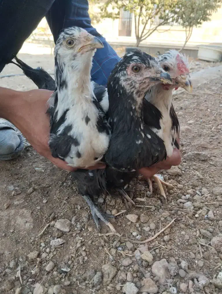 مرغ گلین و لری|حیوانات مزرعه|فولادشهر, A3|دیوار