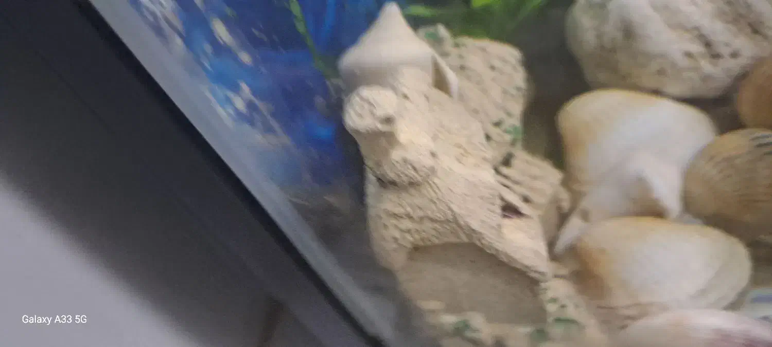 اکواریوم و ماهی|ماهی|مشهد, مشکینی (شهرک غرب)|دیوار