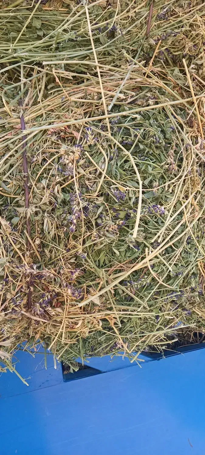 یونجه خشک انباری|لوازم جانبی حیوانات|زنجان, |دیوار