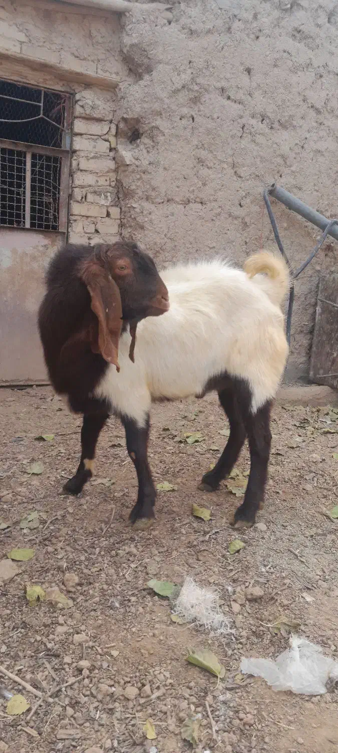 نر بز یک سال|حیوانات مزرعه|خنداب, |دیوار