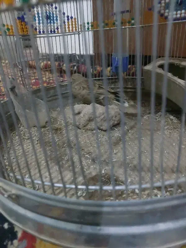 پرنده دو عدد به خون|پرنده|ماهان, |دیوار