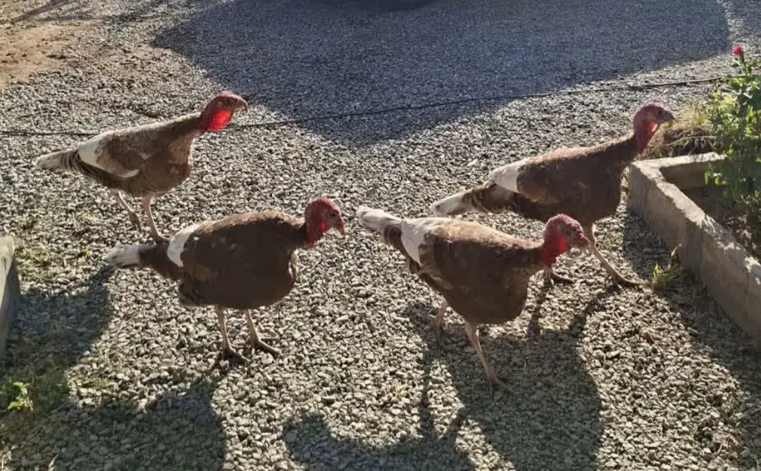 بوقلمون چهارعددنرهستن نژاد بربون|حیوانات مزرعه|معصومیه, |دیوار