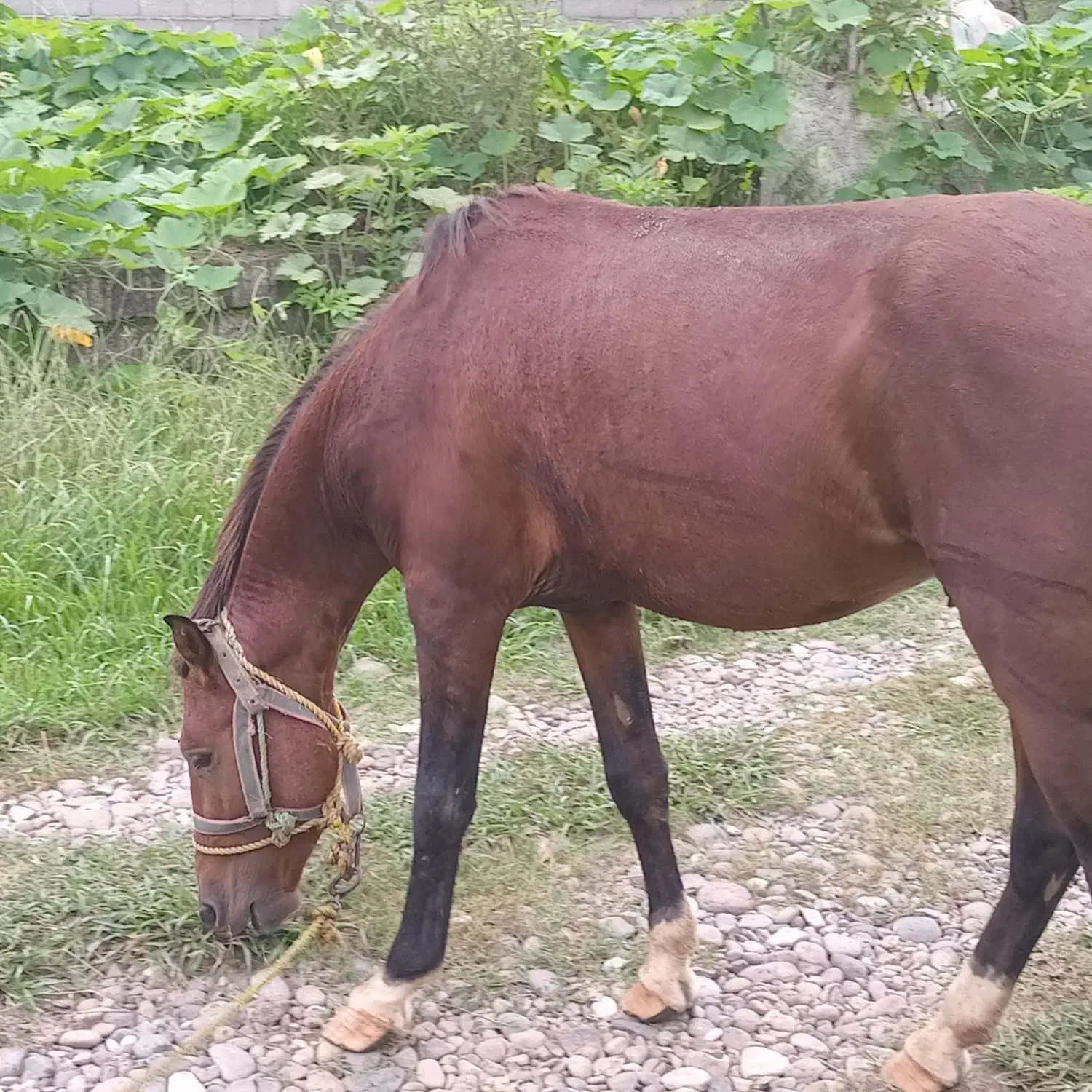 اسب کهر|اسب و تجهیزات اسبسواری|آستانه اشرفیه, |دیوار