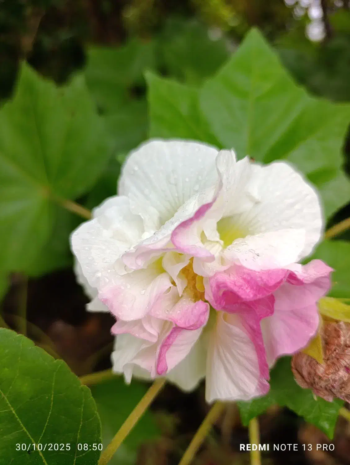 عمده فروشی گل و گیاه آپارتمانی و بیرونی|گل و گیاه طبیعی|ارطه, |دیوار