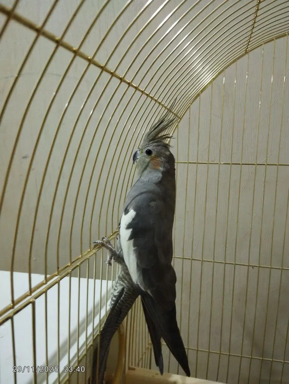 عروس هلندی مولد|پرنده|شوش, |دیوار