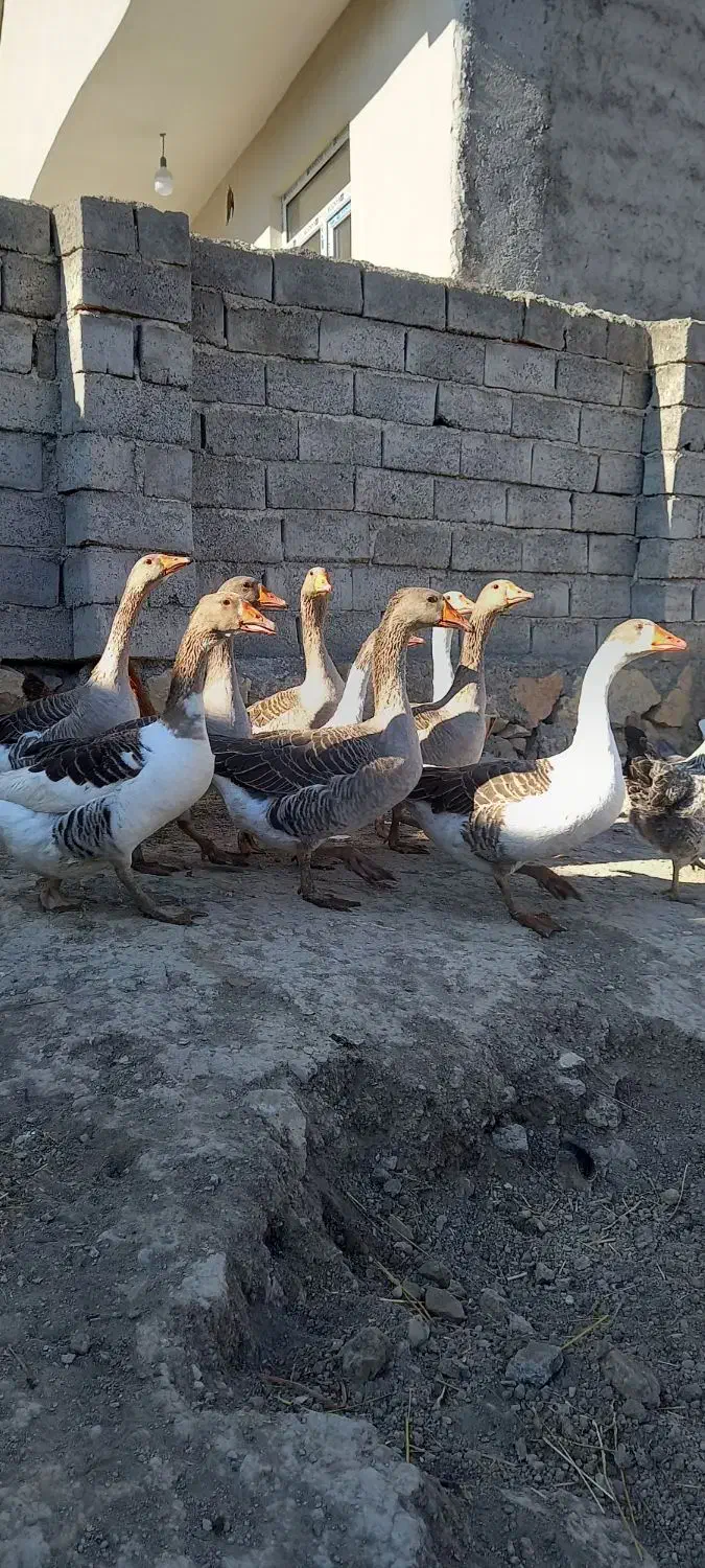 ۹ عدد غازه ۹ ماهه|حیوانات مزرعه|ثمرین, |دیوار