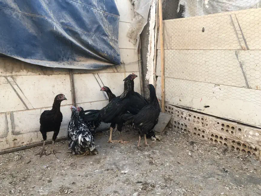 خروس کوشین ومرغ و خروس لاری اصیل|حیوانات مزرعه|مشهد, طلاب|دیوار