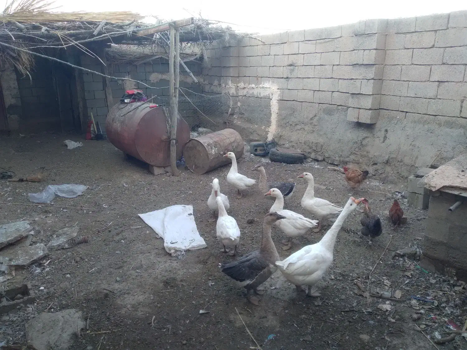 ۷عدد قوقاز|حیوانات مزرعه|میاندوآب, |دیوار