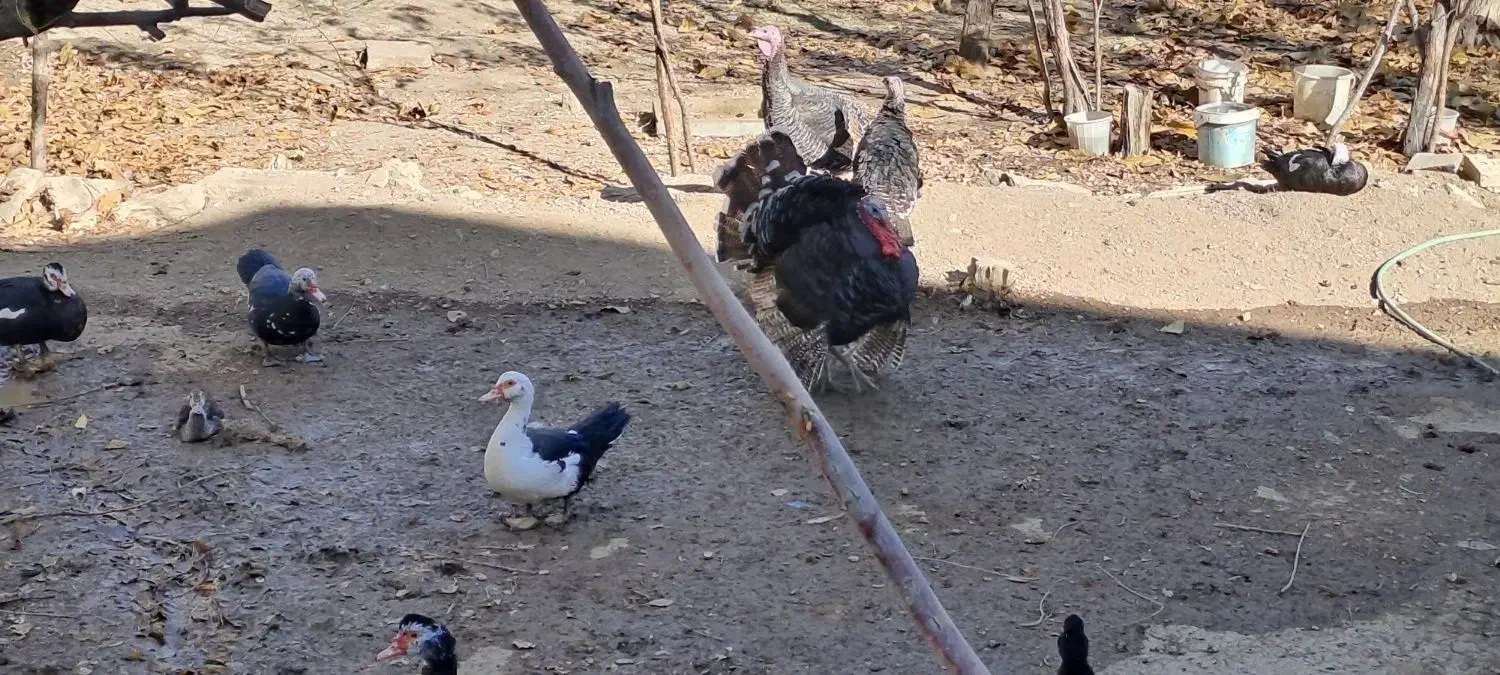 اردک و بوقلمون|حیوانات مزرعه|شهمیرزاد, |دیوار