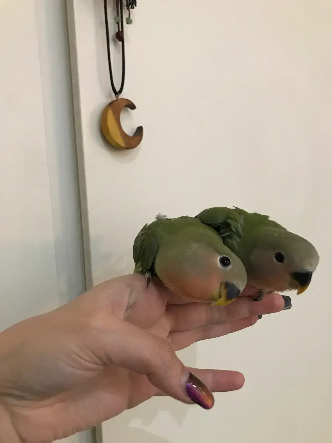 طوطی برزیلی های اوپال کاملا دستی|پرنده|تهران, شهرک پرواز|دیوار