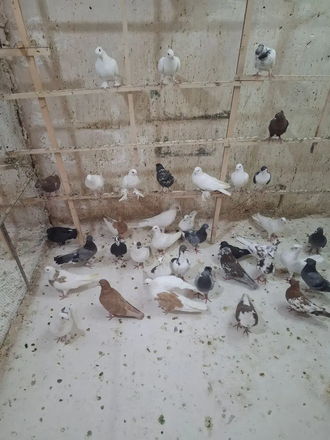 کفتر شهرستانی|پرنده|قم, شهدا|دیوار